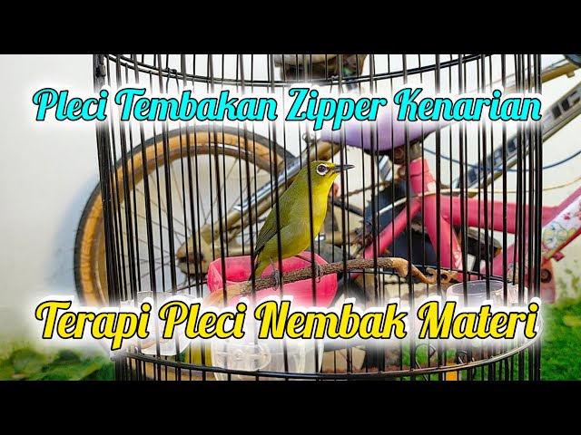 Pleci Full Tembakan Materi Istimewa Untuk Terapi Pleci #terapiplecikoloni #plecizipper class=