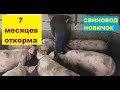 7 месяцев откорма свиней на горохе! 1-я группа! Наш результат! Свиноводство.