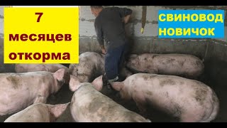 7 месяцев откорма свиней на горохе! 1-я группа! Наш результат! Свиноводство.