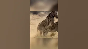 الحمار الوحشي ومدي قوته 