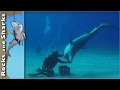 Tiger Sharks at Tiger Beach - Scuba Diving in Bahamas