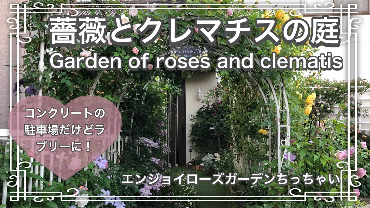 薔薇とクレマチスの庭 コンクリートの駐車場の庭です 退職後 パートで看護師しながらコツコツと5年間かかって作りました まだまだ道半ばです 来年の春は来るかしらなどと思いながら今の春を噛みしめています Youtube