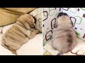 AWW SOO Cute and Funny Pug Puppies - Funniest Pug Ever #5