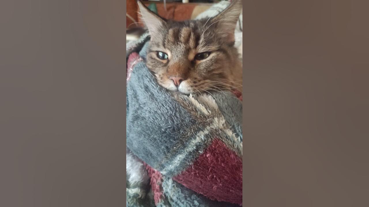 довольный котик - YouTube
