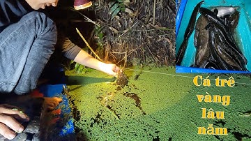Một Viền Dính Hai Con, Cắm Câu Cá Trê Vàng Ở Rừng U Minh Hạ