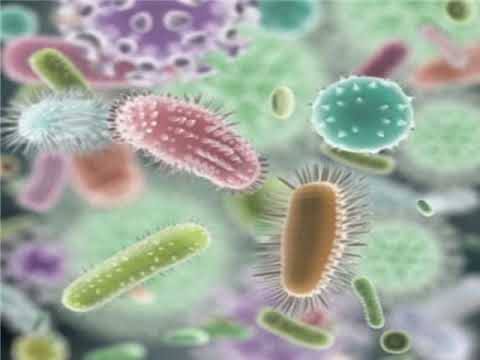 Video: Koje bakterije se koriste kao biođubrivo?