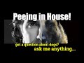 What Can I Do to Correct for Peeing in the House - Dog Training - ask me anything What Can I Do to Correct for Peeing in the House - Dog Training - ask me anything