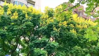 台灣欒樹·林蘊大道｜台北市最美的道路～敦化南路二段人行步道，信義路至和平東路間