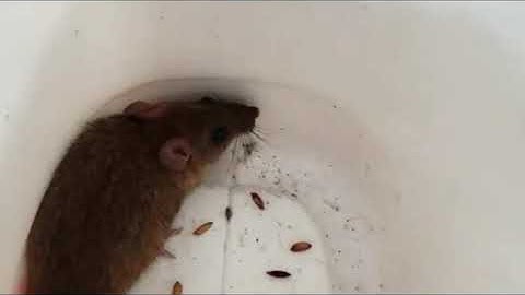 1001 cách bẫy chuột đơn giản và hiệu quả, cách 26