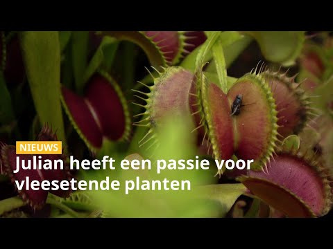 Video: Rosinweed-plantinformatie - Tips voor het kweken van Rosinweed-planten in uw tuin