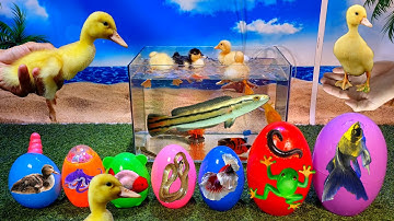 Tổng hợp video cá cảnh đẹp, động vật dễ thương, vịt con, chép sư tử, cá lóc thái, cá betta