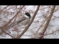 コガラ(1)地鳴きとさえずり - Willow tit - Wild Bird - 野鳥 動画図鑑
