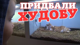 Купили хомяка/Где купить  живность в Одессе/Макдрайв