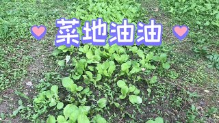 菜没打农药！吃得放心～