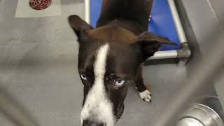 acs A670289