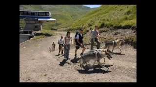 Runningwolf Life Ashoka-Voice Of Wolf