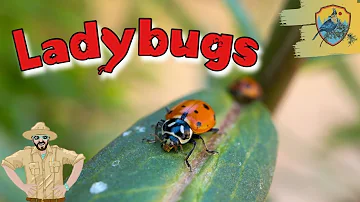 Amazing Ladybug Facts For Kids | Kids Nature Show