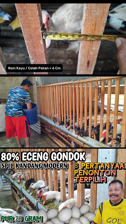 UKURAN KANDANG ENTOK MODERN #Shorts