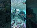 Discover the Hidden World Beneath the Ocean 🌊 | Deep Marine Diving Experience.#ScubaDiving #shorts