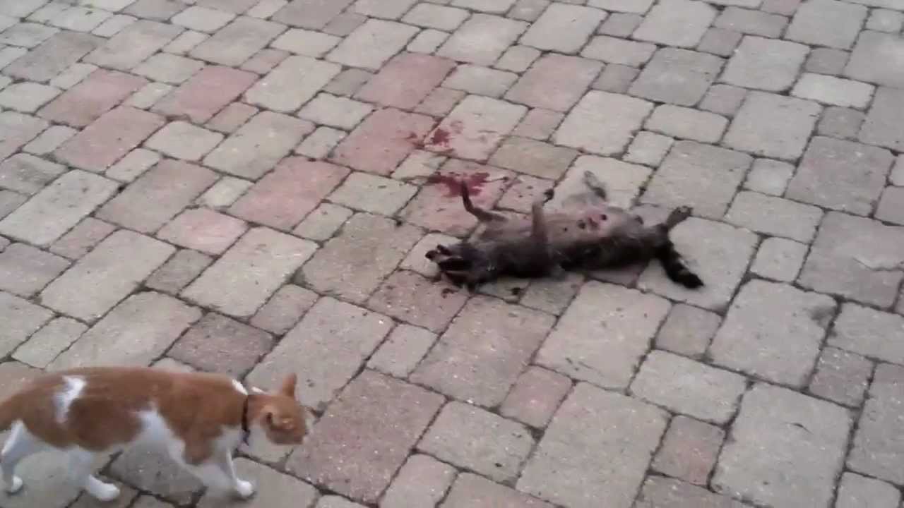 Cat vs. Raccoon (Fight to Death) - YouTube