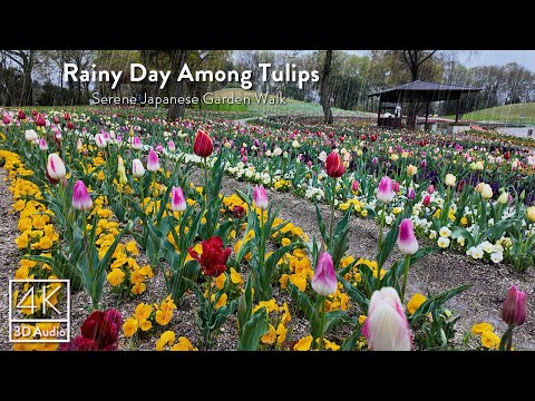 Walking in Rainy Tulip Fields at Sanuki Manno Park | Japan Spring Garden Walk | 4k ASMR | まんのう公園