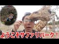 【動物】サファリパークの中を空中散歩できる場所が怖すぎる！！