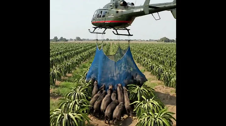Helicopter capture wild boars that destroy crops #villagelife #farmlife #rural #Helicopter 33