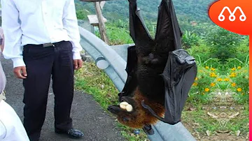 É verdade que existe morcego gigante?
