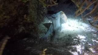 Belize Dive Trip - Aggressor IV