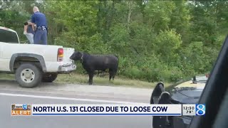 Loose cow causes closures on  NB US-131 near Wayland