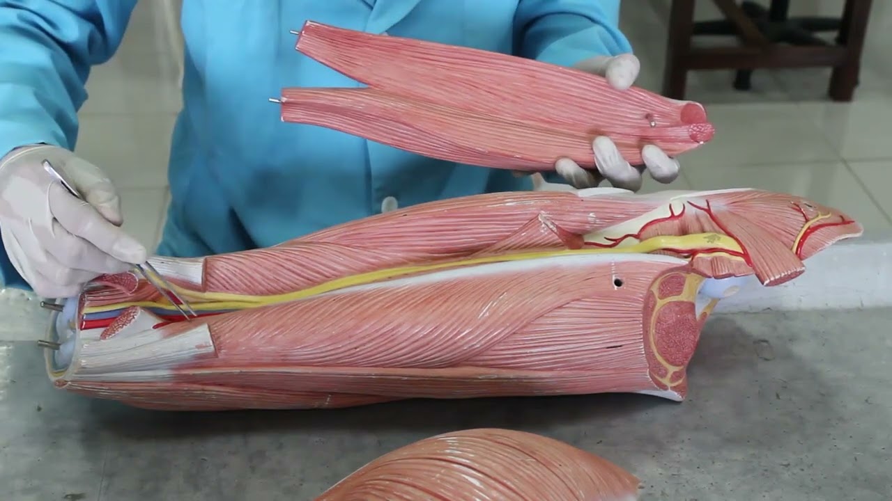Praktikum Anatomi - Anatomi Membrum Inferior Musculi