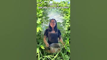 Tóc bạc sớm đừng lo! Thử ngay cách gội lá ổi – Hiệu quả bất ngờ!