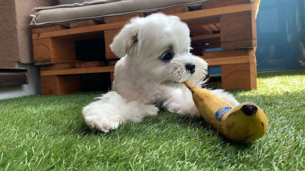 EXTREMELY CUTE MALTESE PUPPY LOVES BANANA 🍌 🐶 YouTube
