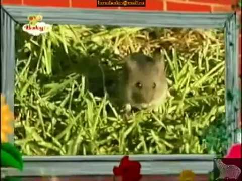 The Amazing World (2006) Rodents