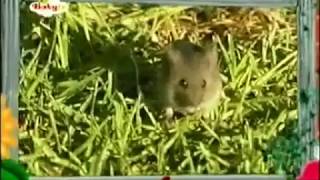 The Amazing World (2006) Rodents