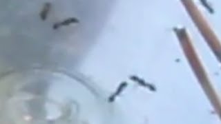 Random Ants I