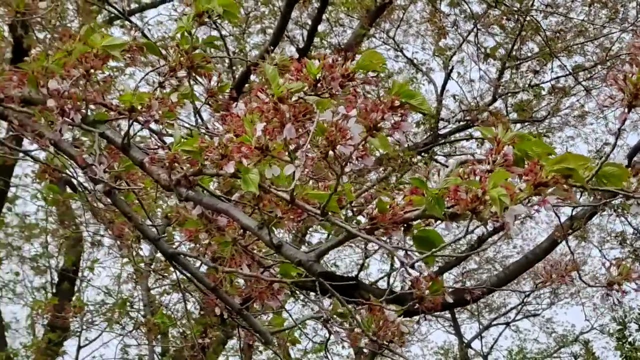 22年04月 菜花亭日乗