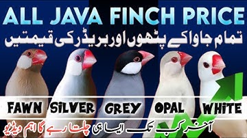 All Java Finch Price | Java Sparrow Latest Price Update | تمام جاوا کے پھٹے اور بریڈر کی قیمتیں