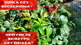 Jak odróżnić dziką różę od szczepionej? czy oprysk ze skrzypu działa na mszyce?