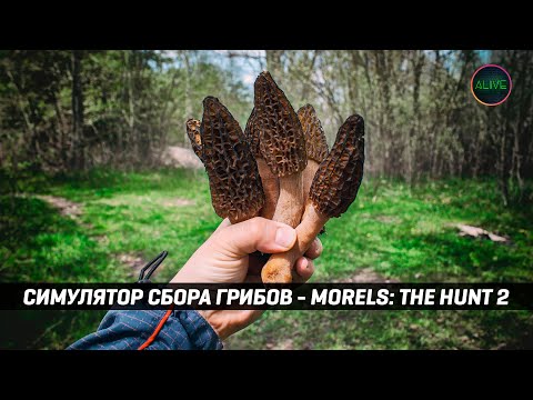 Видео: СИМУЛЯТОР СБОРА ГРИБОВ - MORELS: THE HUNT 2