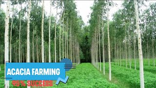 How To Earn Millions From Growing Acacia Plants On One Acre Land | Small Investment, More Profits