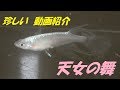 珍しいメダカ紹介動画　天女の舞