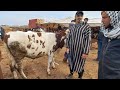 download مباشرة من سوق الخميس سيدي حجاج اولاد مراح اتمنة عجلة كزارية،عجلة وعجل كسابي،بقرة والدة - اسواق الماشية بالمغرب download مباشرة من سوق الخميس سيدي حجاج اولاد مراح اتمنة عجلة كزارية،عجلة وعجل كسابي،بقرة والدة - اسواق الماشية بالمغرب