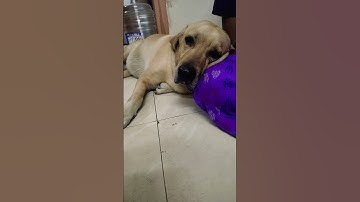 Thumbnail of Drākṣa kaḷḷu ❤️ #viral #pets #funny #funnydog #songs #telugu #trendingtelugusong #shorts #dog