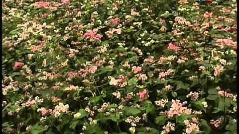 Hà Giang điểm hẹn nơi cực bắc Phát 29 11 2013