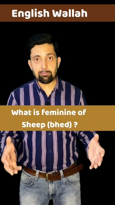 what-is-feminine-female-word-of-sheep-pronunciation-of-ewe-daily
