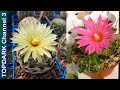 14 Lindas Variedades de Coryphantha