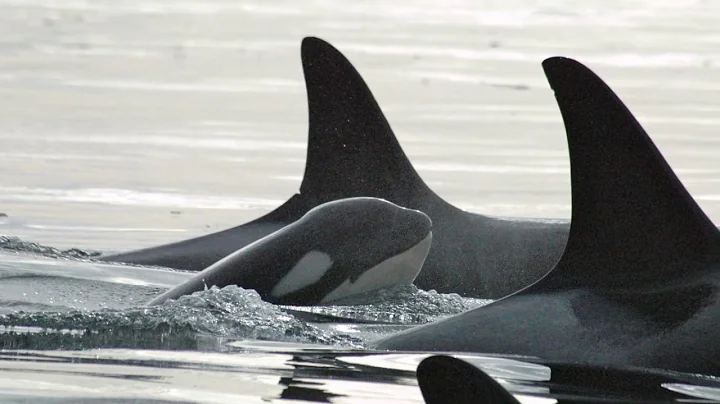 Meet The Newest Southern Resident Orca Calf