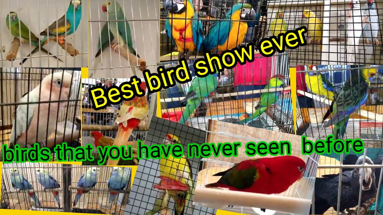 Best birds show Australia