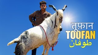 Pune Ka TOOFAAN | Faisal Bhai’s Biggest Kota Goat at Ya Ali Goat Farm